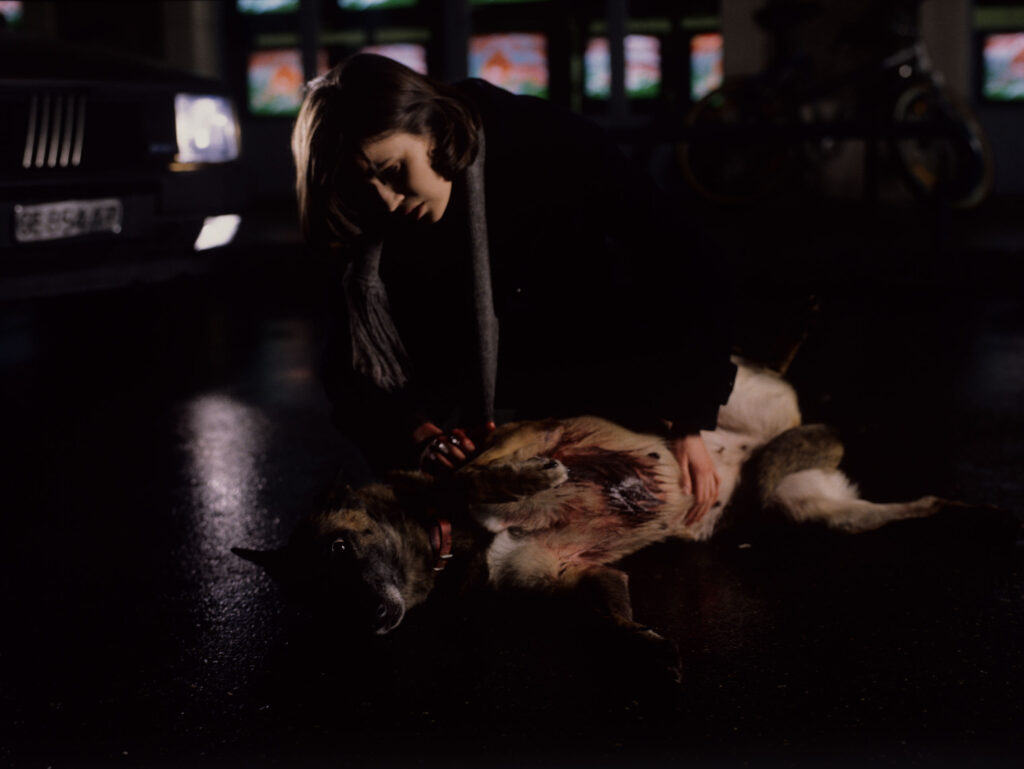Valentine (Irène Jacob) pochyla się nad psem, którego przed chwilą potrąciła samochodem.