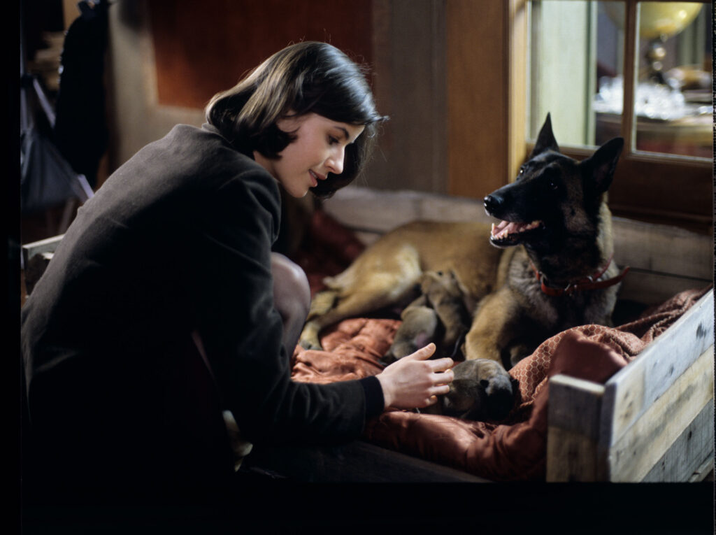 Scena w mieszkaniu sędziego. Valentine (Irène Jacob) ogląda szczeniaki, które właśnie urodziła Rita.
